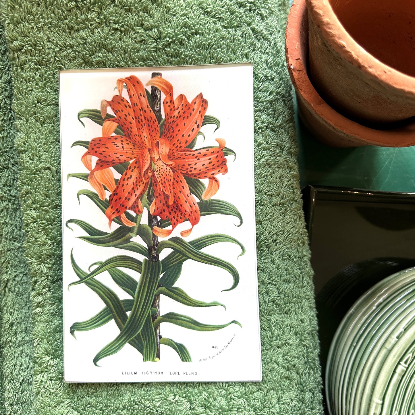 Lilium Tigrinum Rectangular Tray