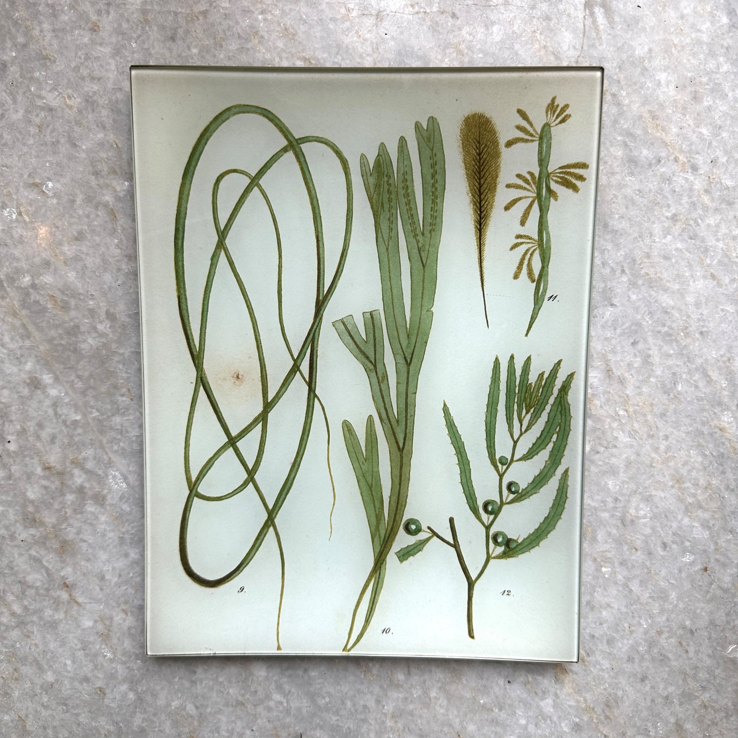 Seaweed Rectangular Tray