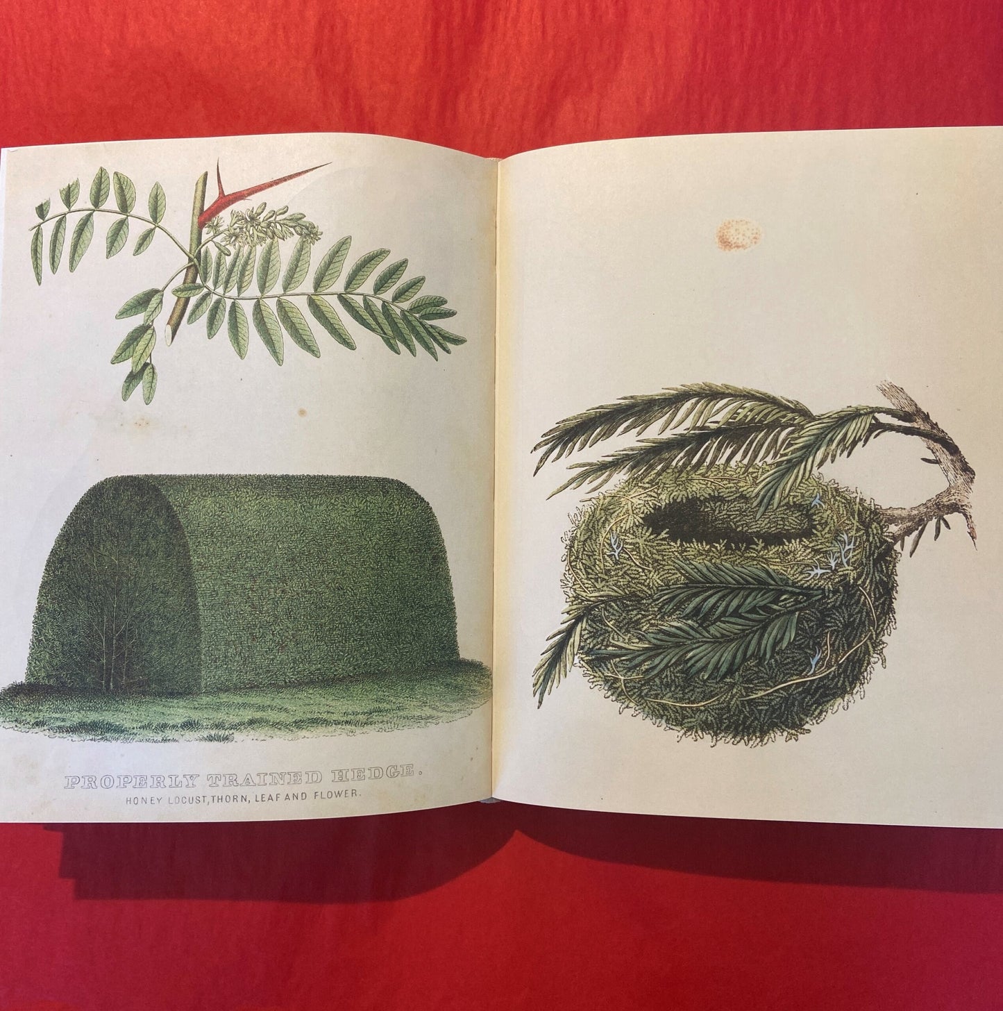 John Derian Sticker Book