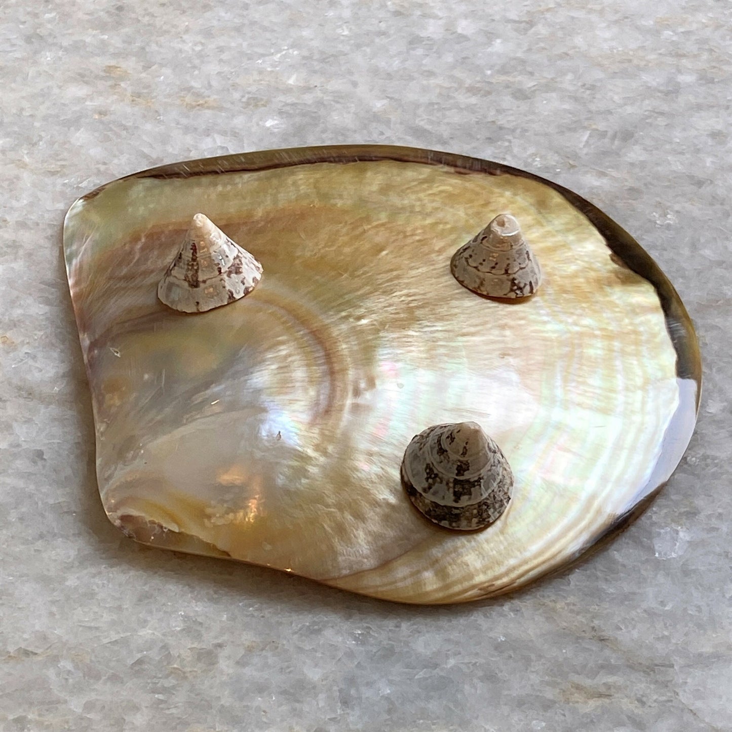Shell Footed Dish, Small