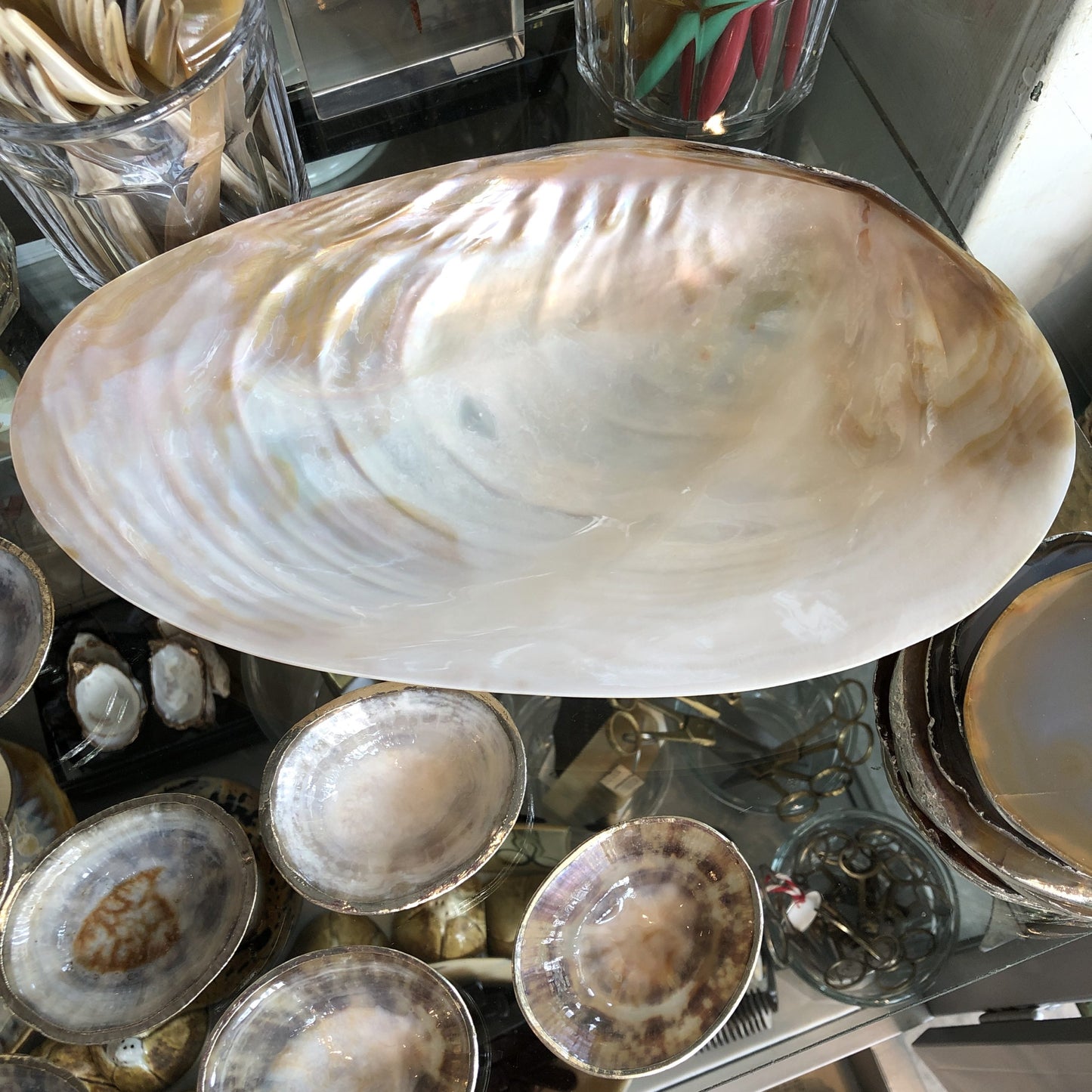 Large Shell Tray