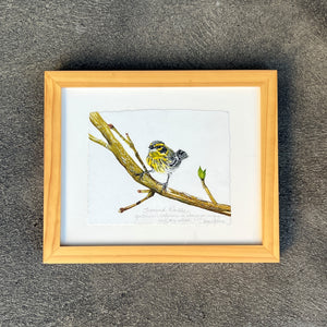Townsend Warbler by Susan LeVine