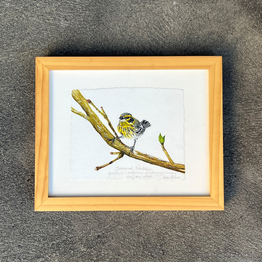 Townsend Warbler by Susan LeVine