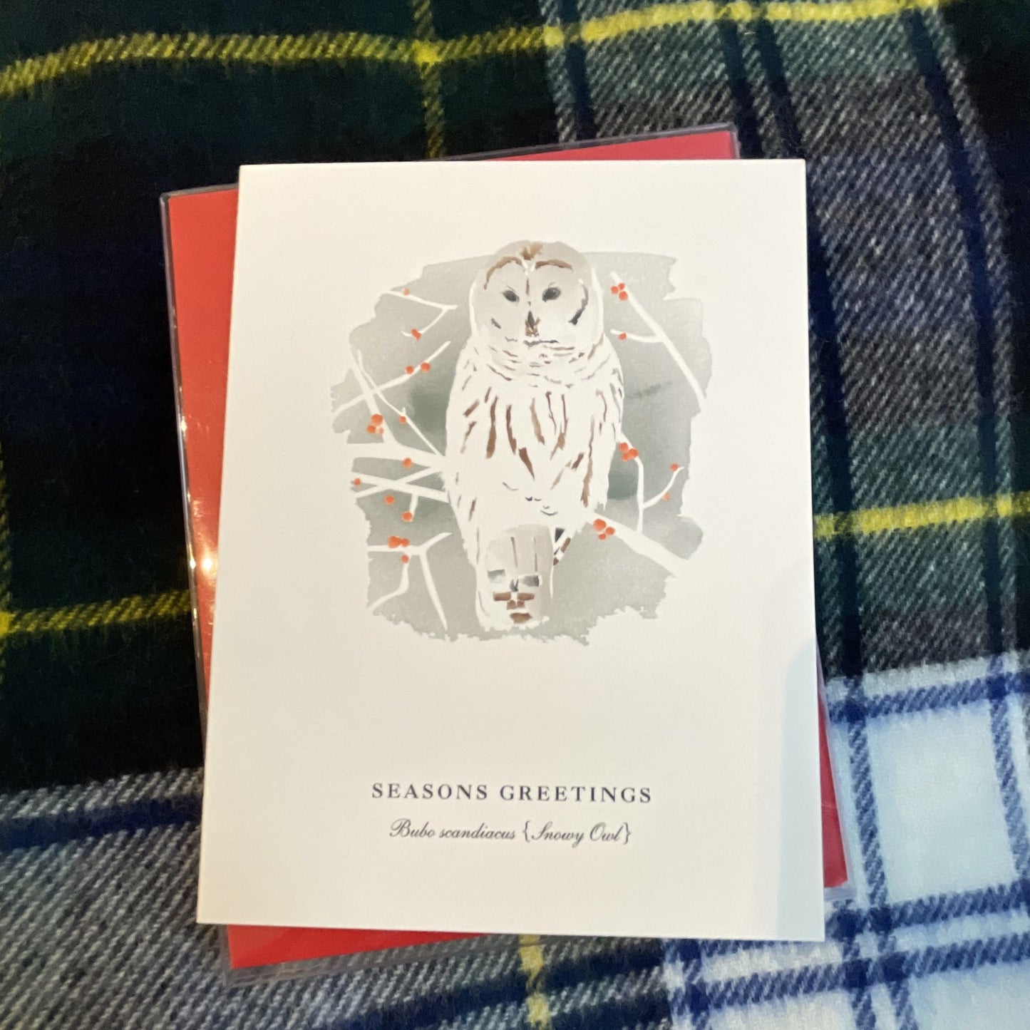 Season's Greetings Snowy Owl Boxed Cards