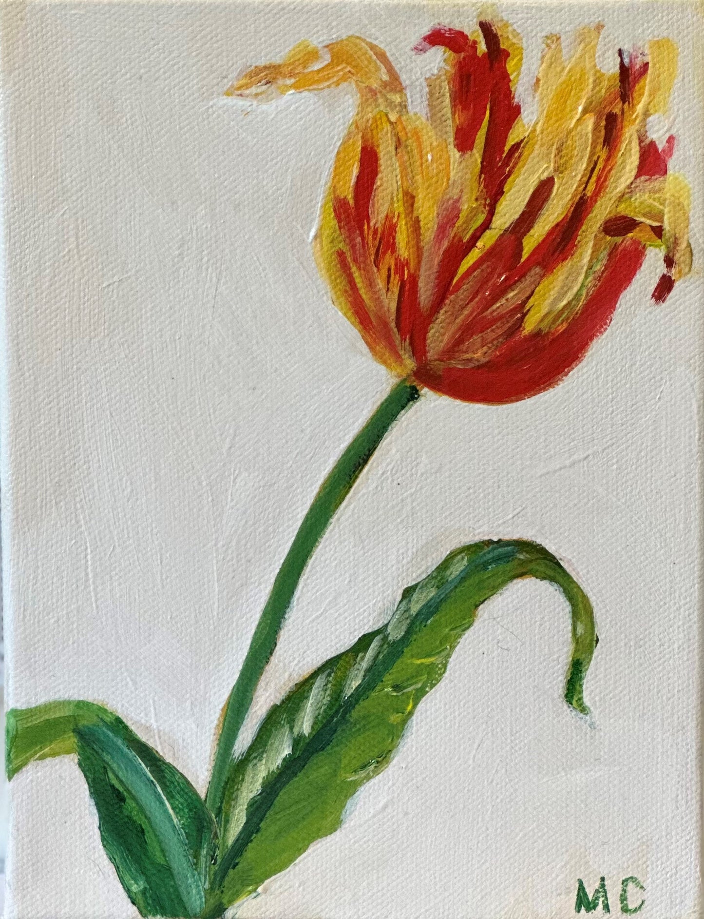 Tulip by Mindy Carpenter