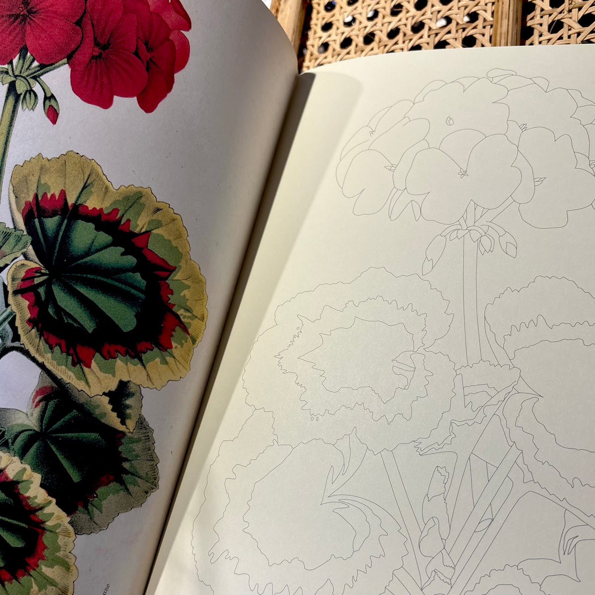 John Derian Coloring Book Flowers