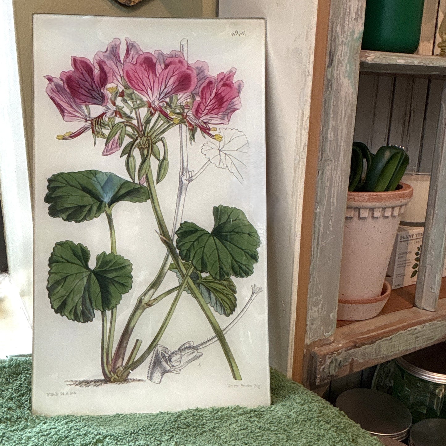 Pelargonium Endlicherianum Rectangular Tray