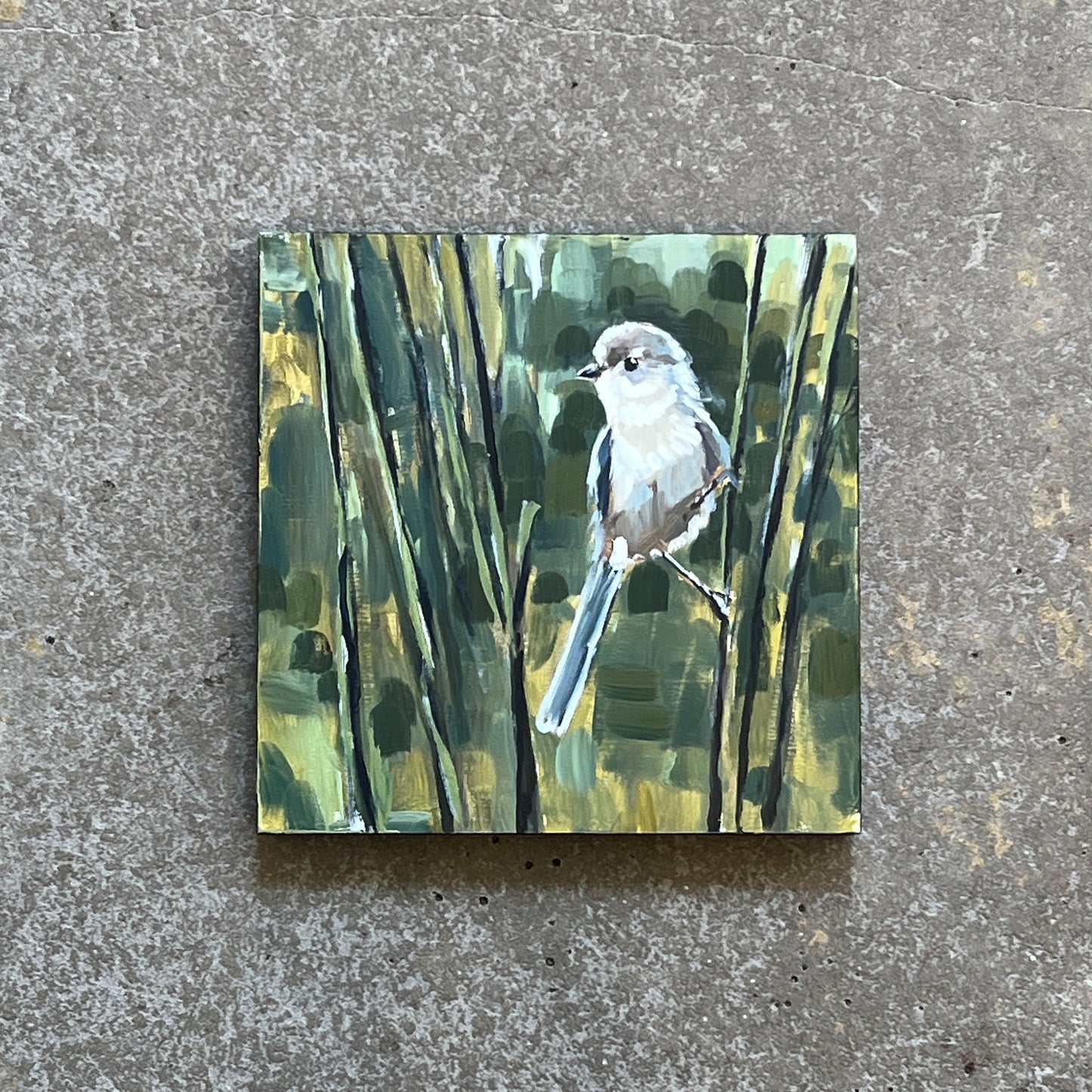 Bushtit by Cody Blomberg