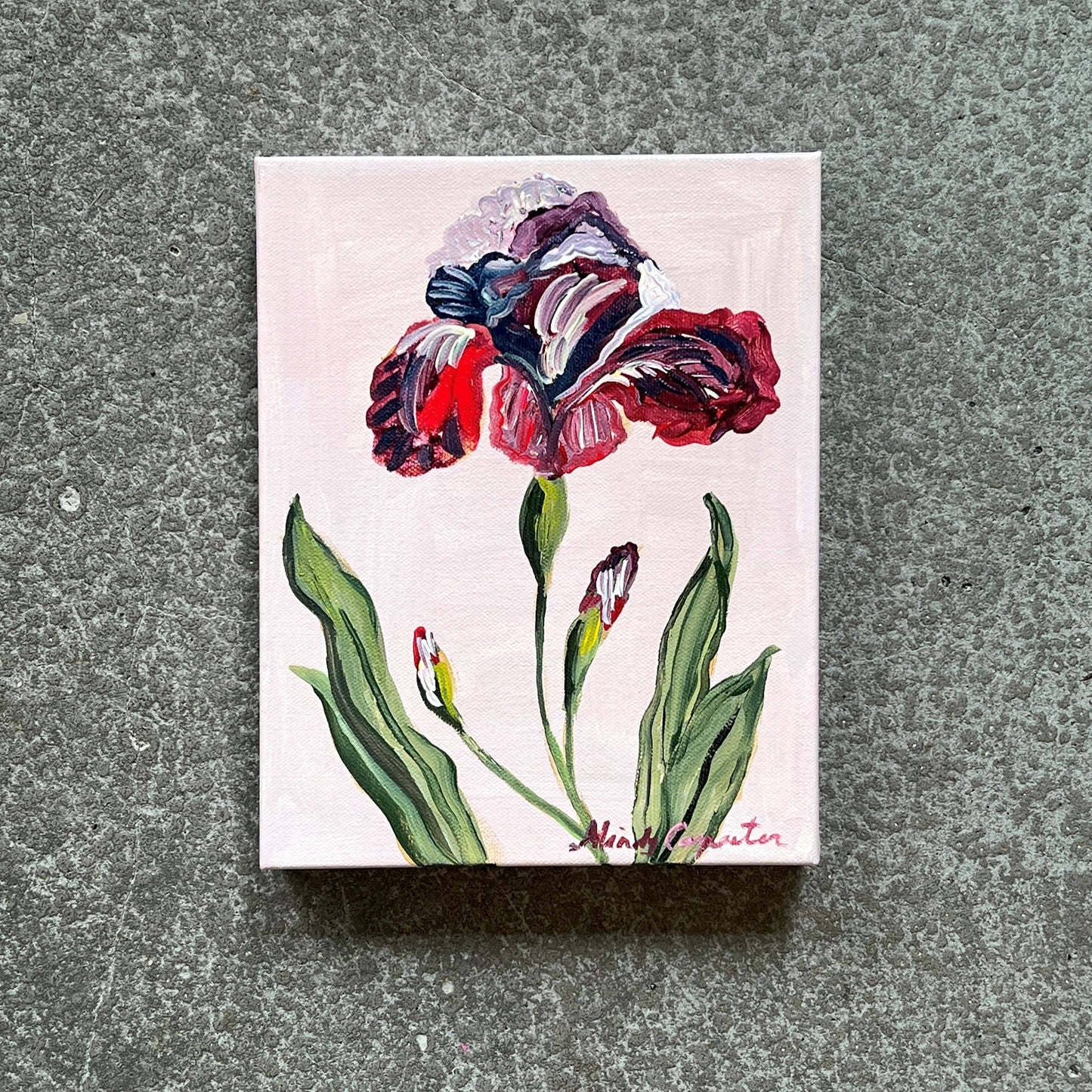 Magenta Iris by Mindy Carpenter