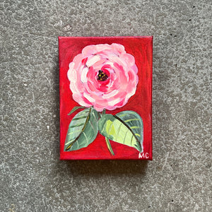 Pink Ranunculus by Mindy Carpenter