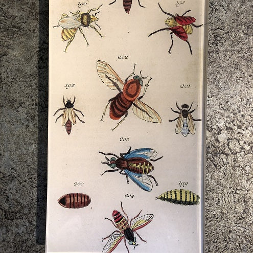 Bees & Bugs Tray