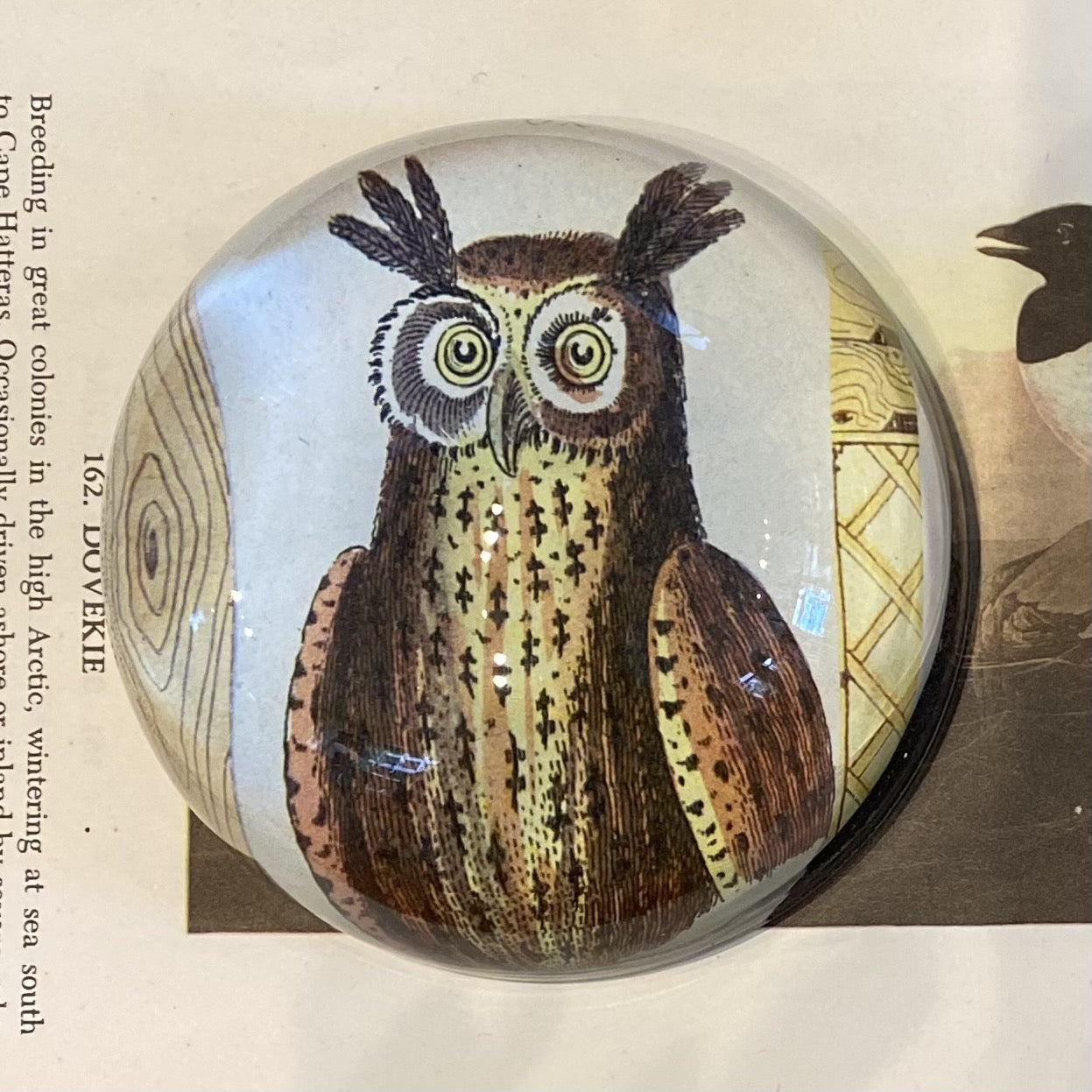 Owl Dome Paperweight