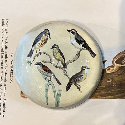 Birds Dome Paperweight