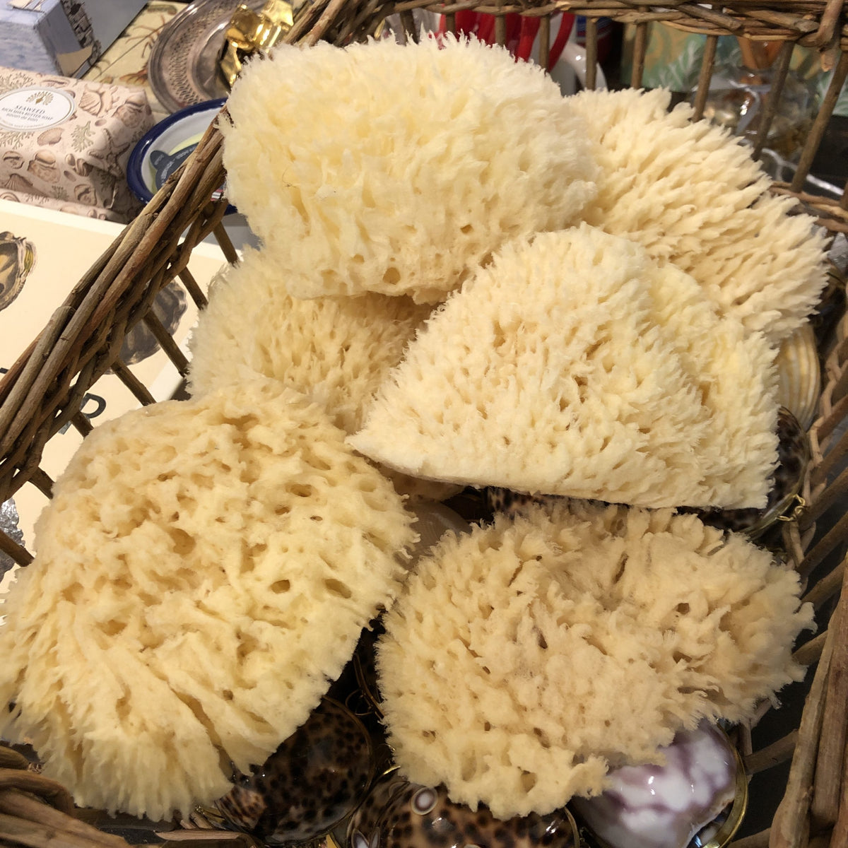 Sea Sponge – Watson Kennedy